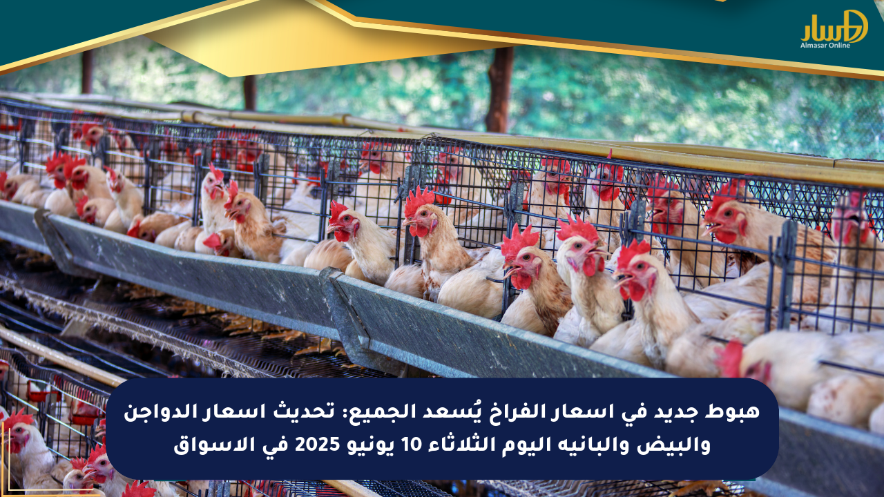 هبوط جديد في أسعار الفراخ يُسعد الجميع: تحديث أسعار الدواجن والبيض والبانية اليوم الثلاثاء 10 يونيو 2025 في الأسواق